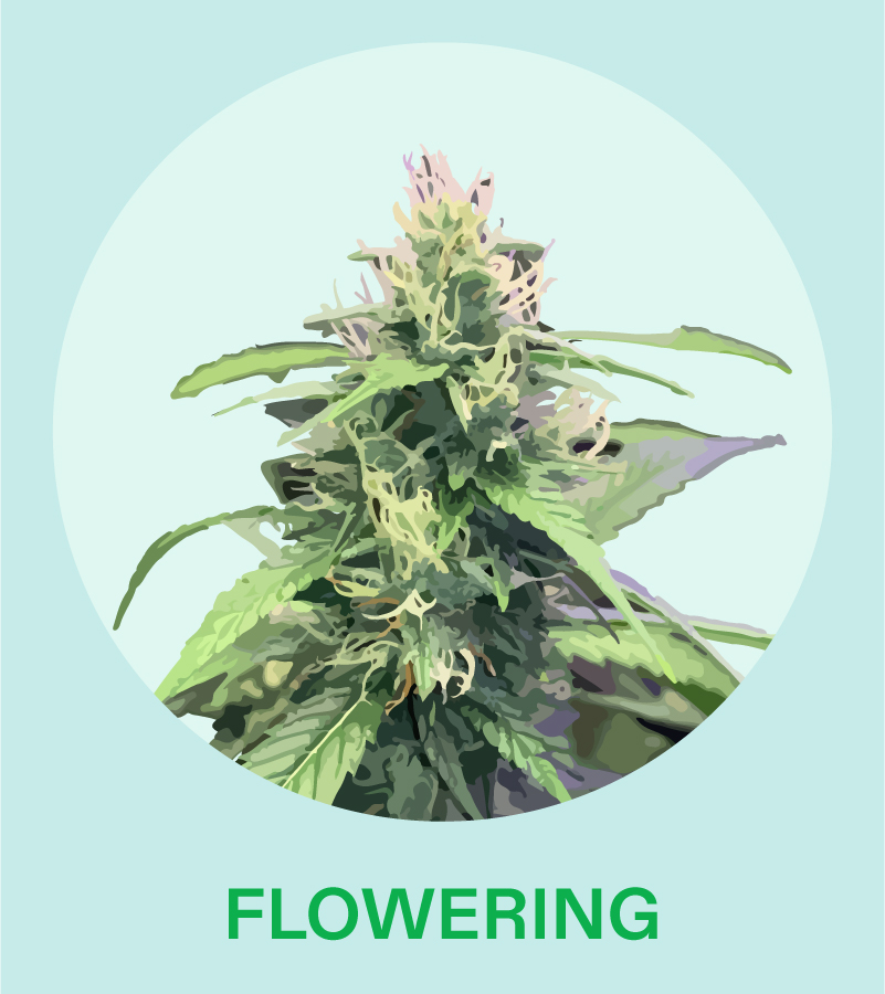 flowering stage