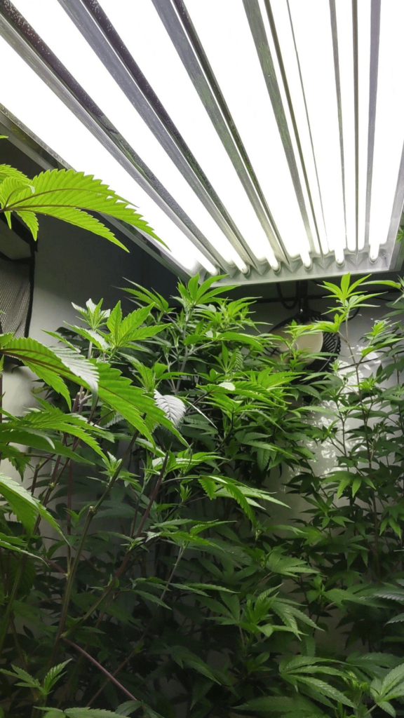 VIVOSUN 6500K T5 HO Fluorescent Grow Light