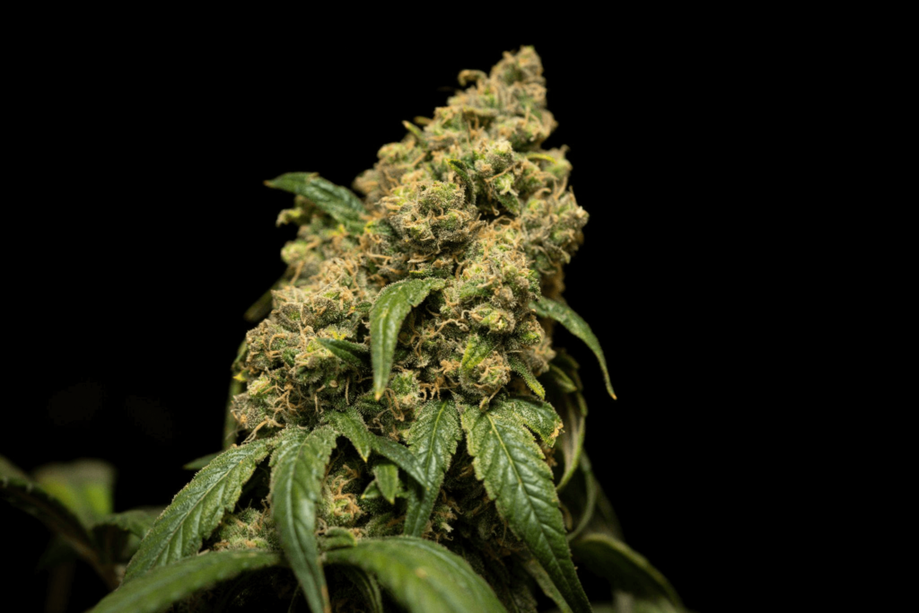 Harvest- Love What You Grow
