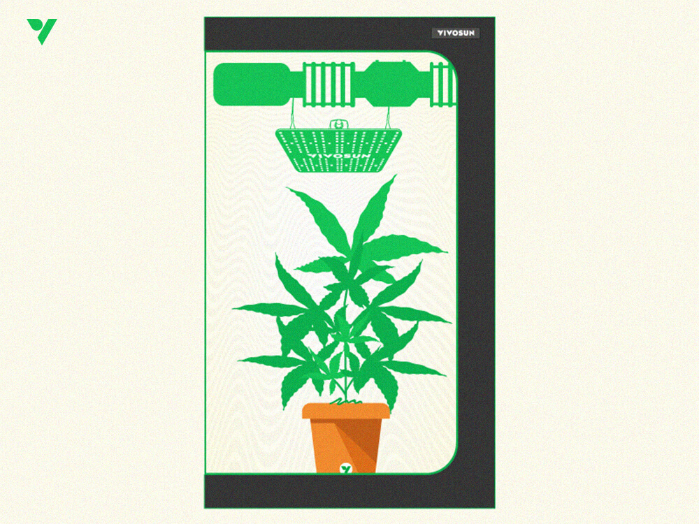 Love What You Grow